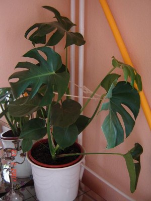 Monstera.JPG