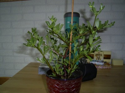 RIMG0081.JPG