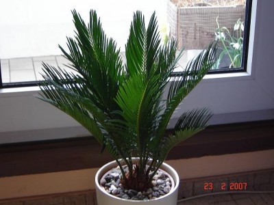 Palmfarn.JPG