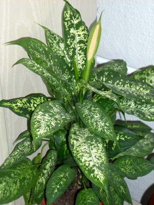 die Dieffenbachia blüht.jpg