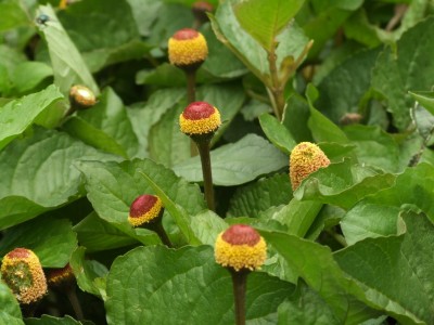 DSCF4588.JPG