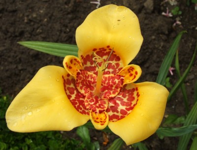 DSCF4585.JPG