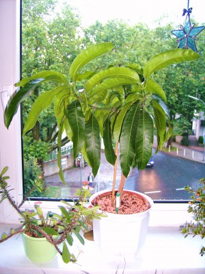 Mango Selbstzucht3.JPG