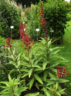 DSCF4675.JPG