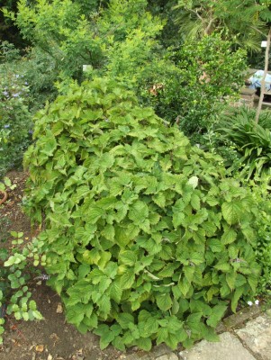 DSCF4656.JPG