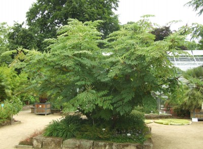 DSCF4703.JPG