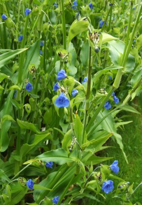 DSCF4690.JPG