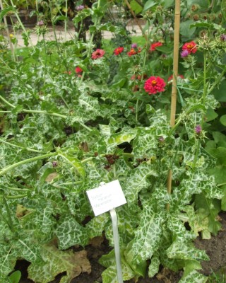 DSCF4683.JPG