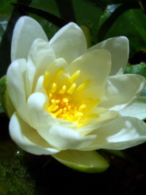 22_seerose.jpg