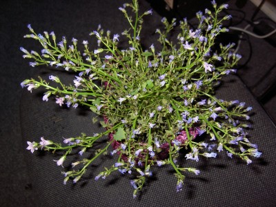 PICT2556.JPG