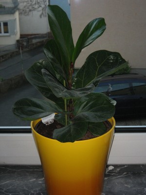 ficus.jpg