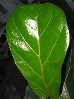 ficus blatt.jpg