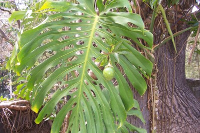 philodendron_mit_maracuja.jpg