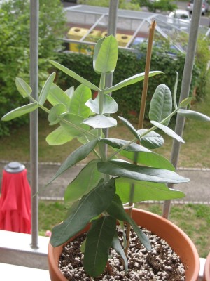 eukalyptus.JPG
