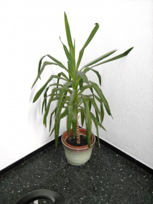 Yucca-Spitze.JPG