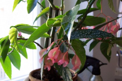 100_2988.JPG