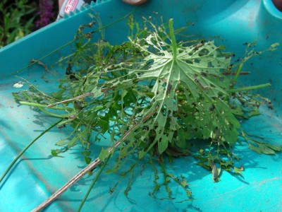 Reste eines Geraniums w.jpg