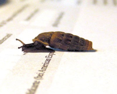 Schnecke w.jpg