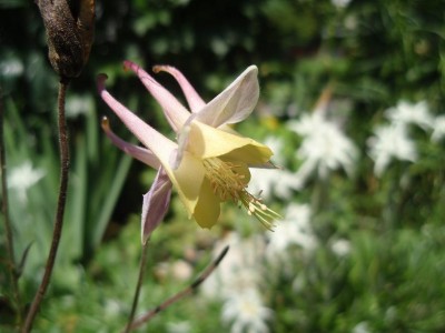 formosa vulgaris.JPG
