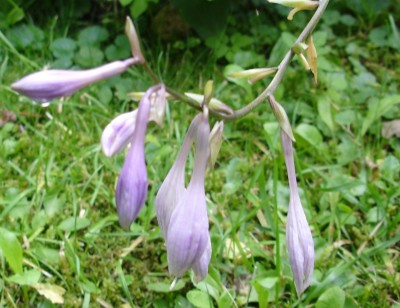 hosta1.JPG