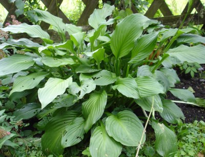 hosta.JPG