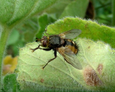 Fliege w.jpg