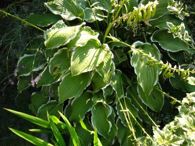 Hostas 024.jpg