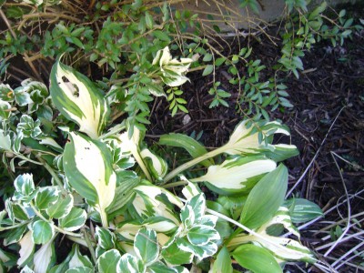 Hostas 023.jpg