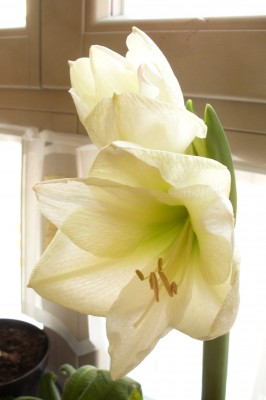 weis-grüne Amaryllis , 928.03.07.JPG