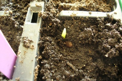 Amaryllis-keimling 26.03.07.JPG