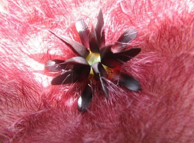 24.07.2008 Stapelia hirsuta 06.jpg