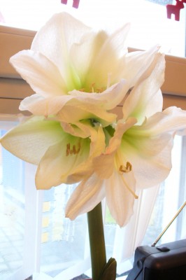 weis-grüne Amaryllis 8, 28.03.07.JPG