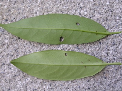 DSCN4132.JPG