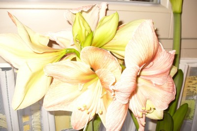 rosa Amaryliss,2,28.03.07.JPG