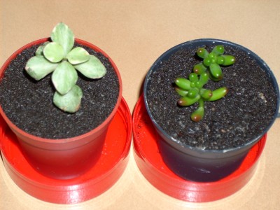 Portulacaria afra variegata &amp; Sedum rubrotinctum.JPG