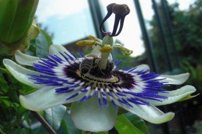 Bienen Nachlaufen w.jpg