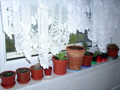 Küchenfenster.jpg