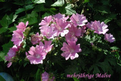 mehrjährige Malve w.jpg
