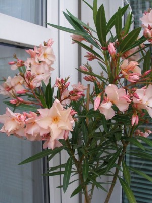 Oleander-2.jpg