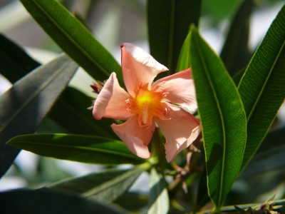Oleander apricot.jpg