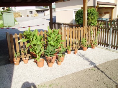 Pflanzen 042.jpg