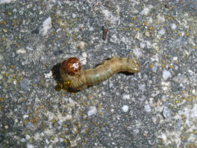 RIMG0038.JPG