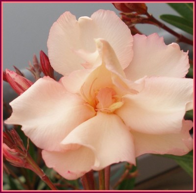 Oleander lachs einzeln.jpg