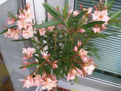 Oleander-1.jpg