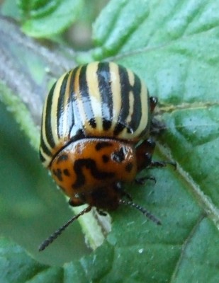 DSCF5233.JPG