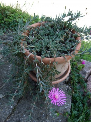 DSCF1106.jpg
