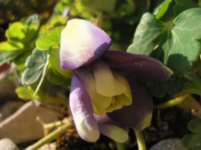 flabellata.JPG