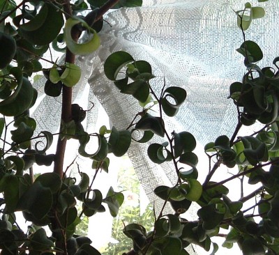 Ficus.JPG