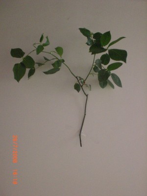 Picture´s 006.jpg