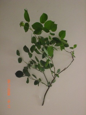Picture´s 005.jpg